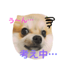 Pomeranian Syaron（個別スタンプ：11）