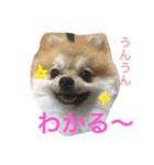Pomeranian Syaron（個別スタンプ：12）