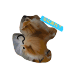 Pomeranian Syaron（個別スタンプ：13）