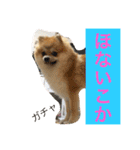 Pomeranian Syaron（個別スタンプ：14）