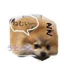 Pomeranian Syaron（個別スタンプ：15）