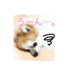 Pomeranian Syaron（個別スタンプ：17）