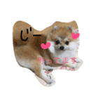 Pomeranian Syaron（個別スタンプ：18）