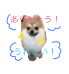 Pomeranian Syaron（個別スタンプ：19）