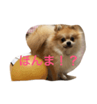 Pomeranian Syaron（個別スタンプ：20）