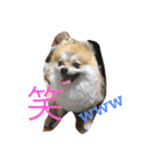 Pomeranian Syaron（個別スタンプ：21）