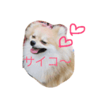 Pomeranian Syaron（個別スタンプ：22）