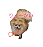 Pomeranian Syaron（個別スタンプ：23）