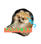 Pomeranian Syaron（個別スタンプ：25）