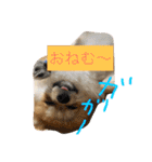 Pomeranian Syaron（個別スタンプ：26）