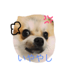 Pomeranian Syaron（個別スタンプ：27）
