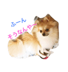 Pomeranian Syaron（個別スタンプ：28）