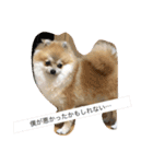 Pomeranian Syaron（個別スタンプ：29）