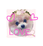 Pomeranian Syaron（個別スタンプ：30）