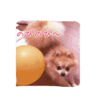 Pomeranian Syaron（個別スタンプ：31）