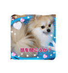 Pomeranian Syaron（個別スタンプ：32）