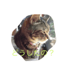 chomoko（個別スタンプ：1）