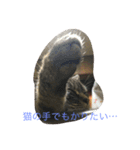 chomoko（個別スタンプ：9）