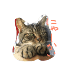 chomoko（個別スタンプ：15）