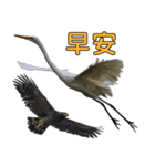 Bird language part 2（個別スタンプ：1）