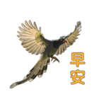 Bird language part 2（個別スタンプ：4）