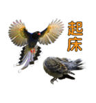 Bird language part 2（個別スタンプ：5）