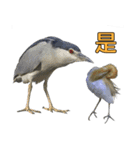 Bird language part 2（個別スタンプ：10）