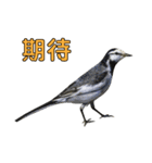 Bird language part 2（個別スタンプ：26）