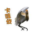 Bird language part 2（個別スタンプ：32）