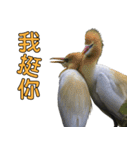 Bird language part 2（個別スタンプ：34）