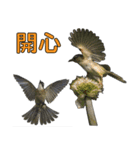 Bird language part 2（個別スタンプ：35）