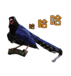 Bird language part 2（個別スタンプ：36）