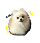 ポメのいくこ（個別スタンプ：1）