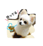 ポメのいくこ（個別スタンプ：4）