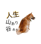 虎太郎✩関西弁（個別スタンプ：10）