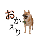 虎太郎✩関西弁（個別スタンプ：16）