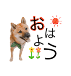 虎太郎✩関西弁（個別スタンプ：20）