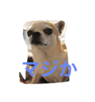 ケルンとウルム（個別スタンプ：7）