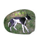 Pet daily life（個別スタンプ：1）