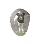 Pet daily life（個別スタンプ：5）