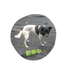 Pet daily life（個別スタンプ：7）