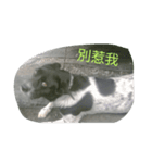 Pet daily life（個別スタンプ：8）
