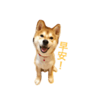 Shiba dog - fu（個別スタンプ：2）