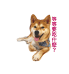 Shiba dog - fu（個別スタンプ：3）