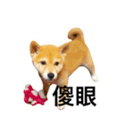 Shiba dog - fu（個別スタンプ：7）