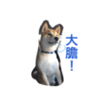 Shiba dog - fu（個別スタンプ：8）