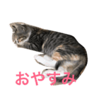 play with a cat（個別スタンプ：1）
