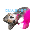 play with a cat（個別スタンプ：2）