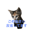 play with a cat（個別スタンプ：3）