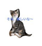 play with a cat（個別スタンプ：4）